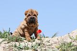 SHAR-PEI 079